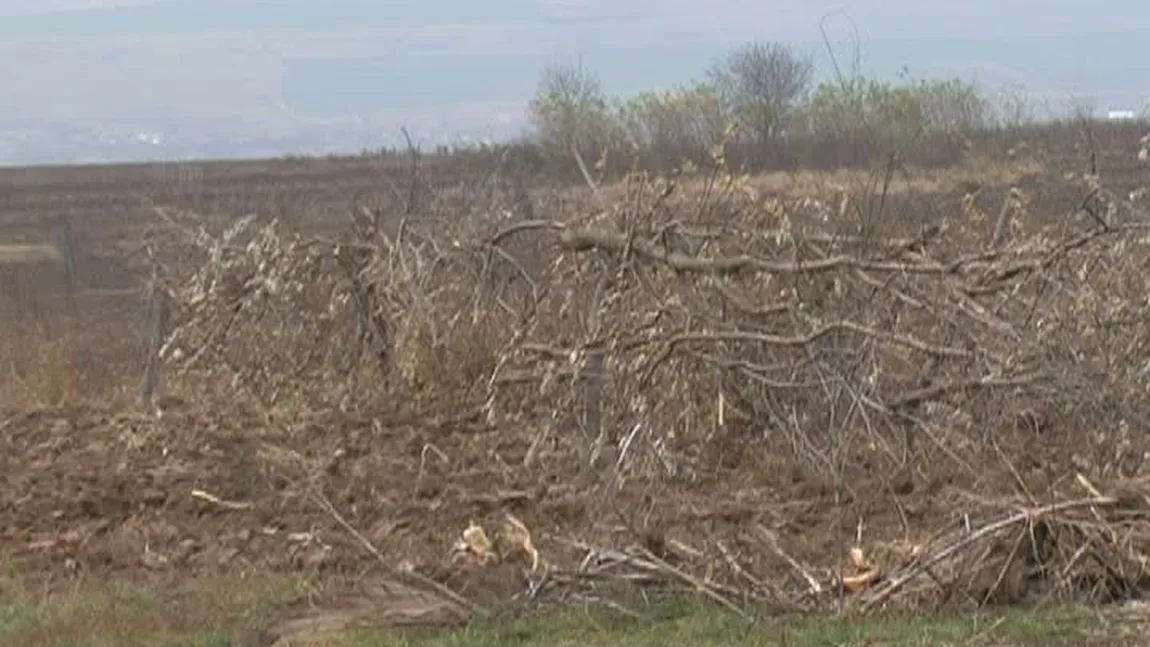 Invenţie românească: Vasluienii şi-au făcut parazăpezi din crengi