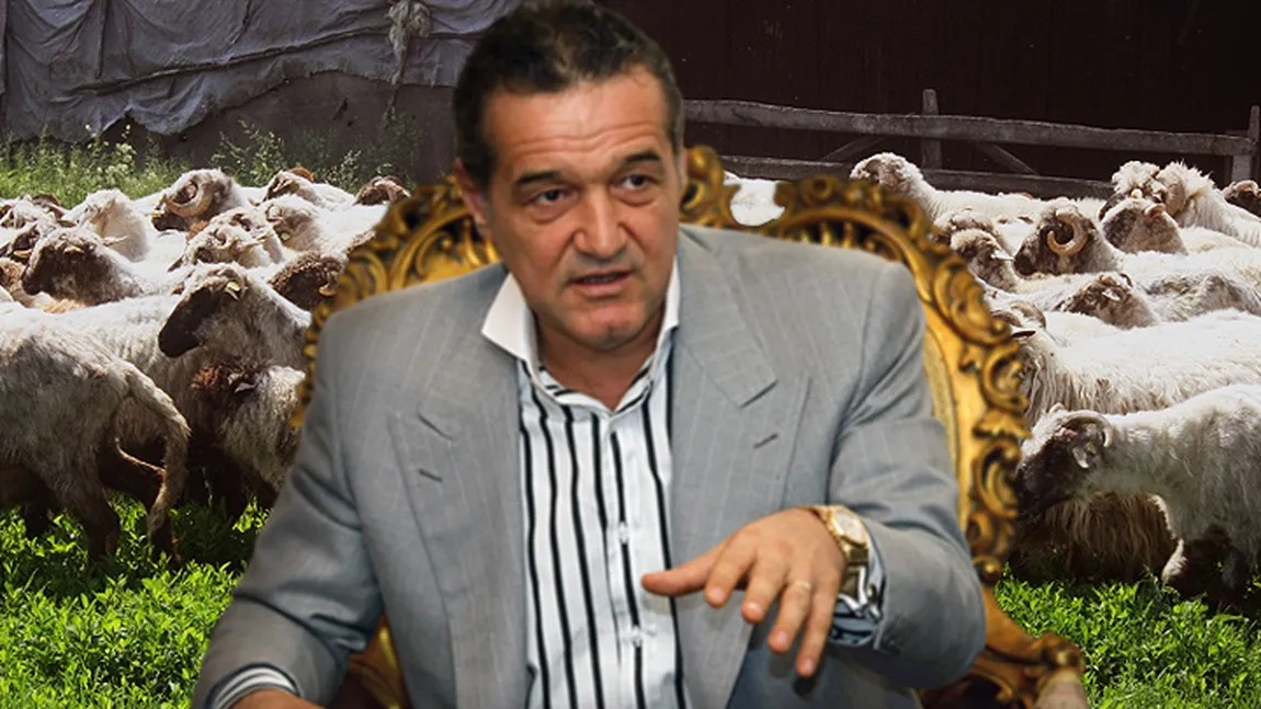 Gigi Becali a fost prădat la stâna din Pipera. Hoţii au plecat cu oile în portbagaj