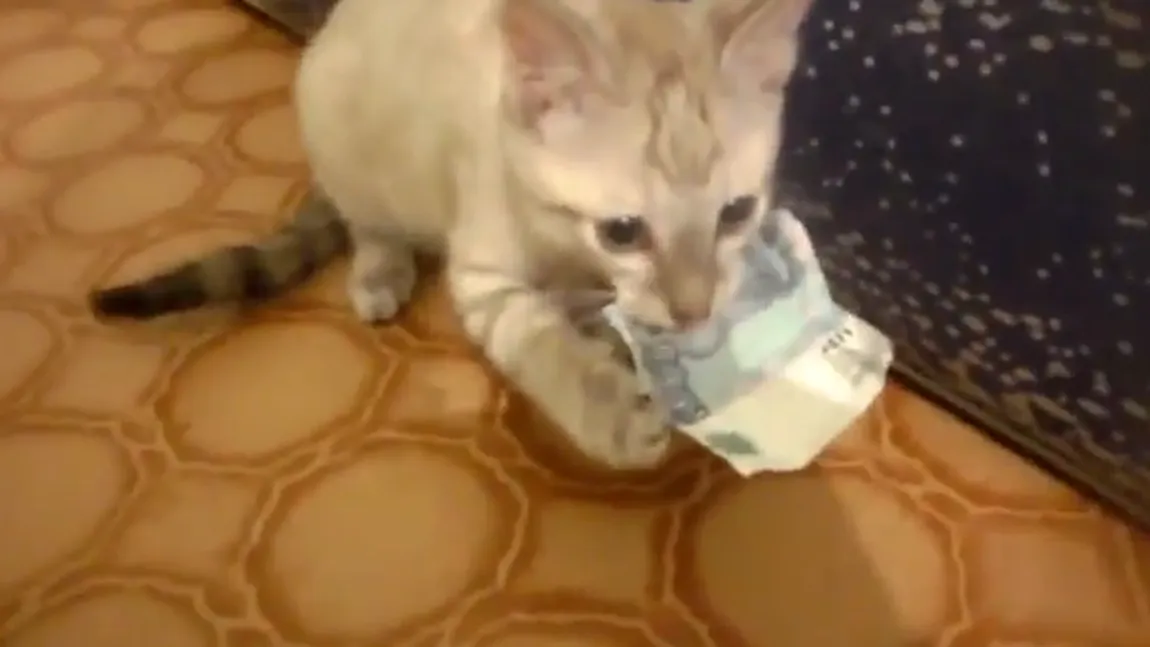 Atenţie unde vă lăsaţi banii: Să nu îi fure pisica! VIDEO