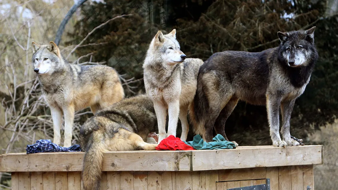 Cinci lupi au scăpat de la o grădină zoologică din Marea Britanie