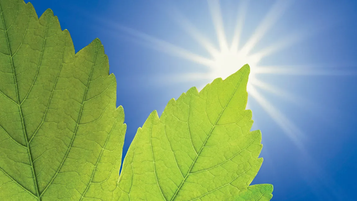 Un cercetător român vrea să transforme fotosinteza într-o sursă de energie regenerabilă