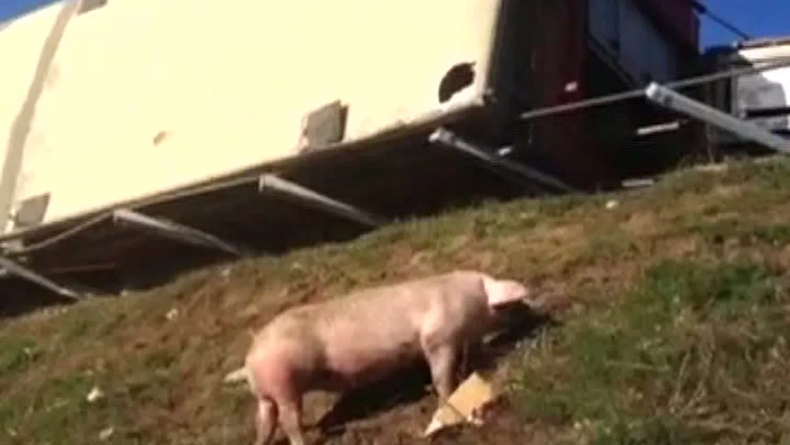 Imagini de coşmar pe autostrada Bucureşti-Piteşti: Zeci de PORCI MORŢI au rămas întinşi pe carosabil VIDEO