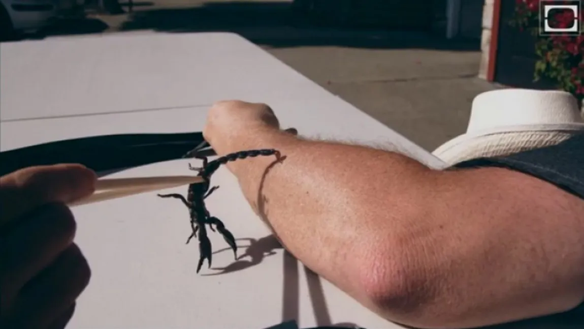 VIDEO: Atacul scorpionului, filmat cu încetinitorul. Voluntarul regretă şi acum gestul