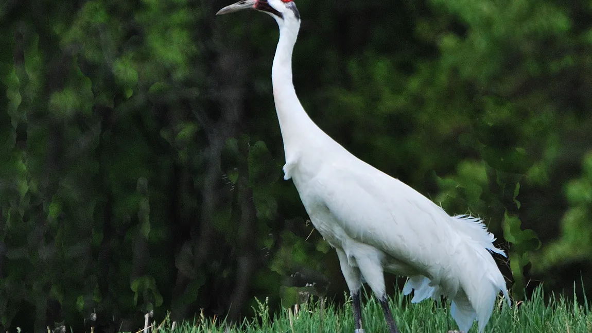 Eforturi mari pentru salvarea cocorului alb, cea mai mare pasăre din America de Nord