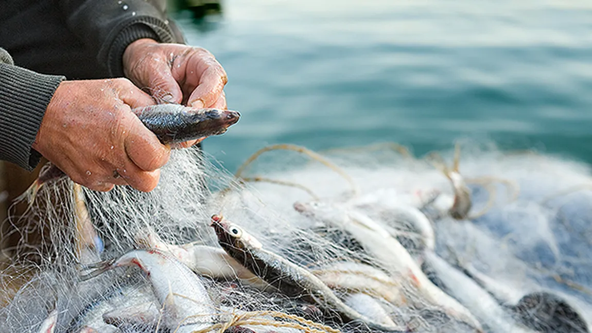 România menţine cotele de calcan la nivelul celor din 2013, pentru a sprijini comunităţile de pescari