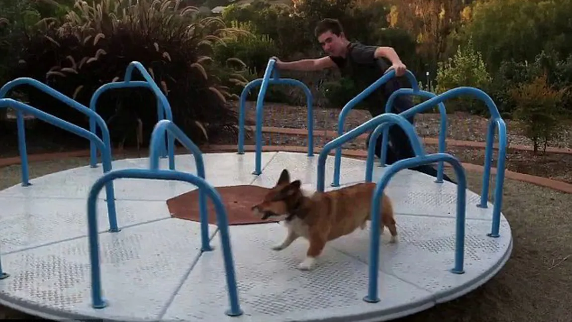 Un câine zăpăcit: Aleargă în cerc, fără oprire,într-un carusel pentru copii VIDEO