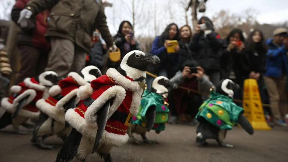 O grădină zoologică trăsnită: Pinguinii au fost transformaţi în Moş Crăciun şi spiriduşi VIDEO