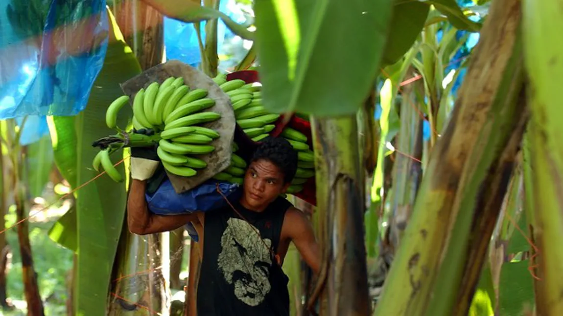 Producţia de banane, în PERICOL. Cel mai mare exportator a declarat 