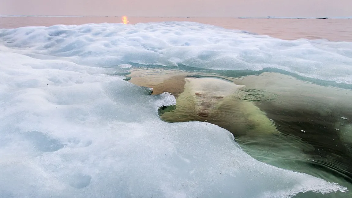 Cele mai bune imagini ale anului 2013, la concursul National Geographic GALERIE FOTO