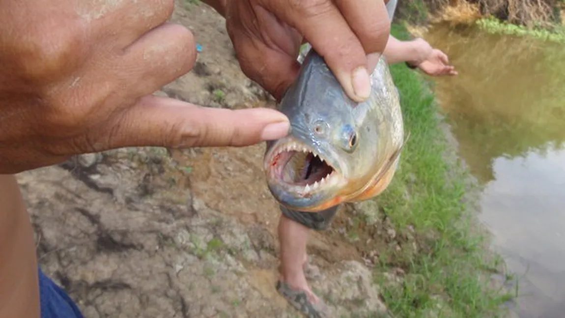 Scene de GROAZĂ la scăldat. Zeci de argentinieni au fost atacaţi de piranha VIDEO