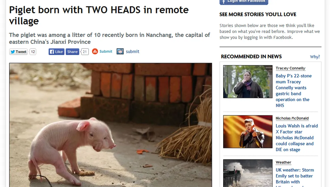 Un porc cu două capete s-a născut într-un sat din China
