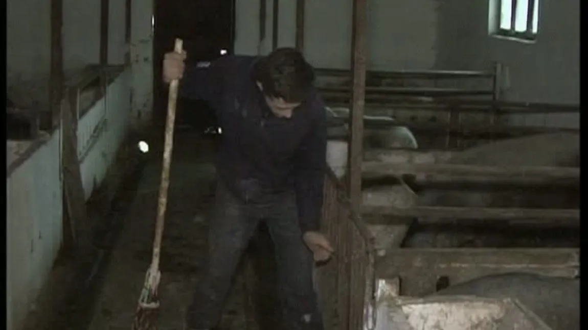 Inedit: Elevii unui colegiu agricol cresc porci pe care-i vând de Crăciun VIDEO