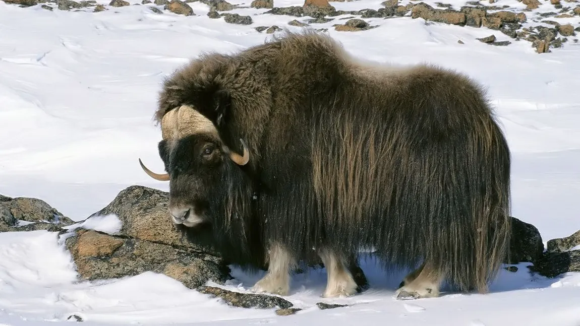 Veşti bune pentru animalele din Tibet: Populaţiile din trei specii s-au dublat în ultimii 20 de ani