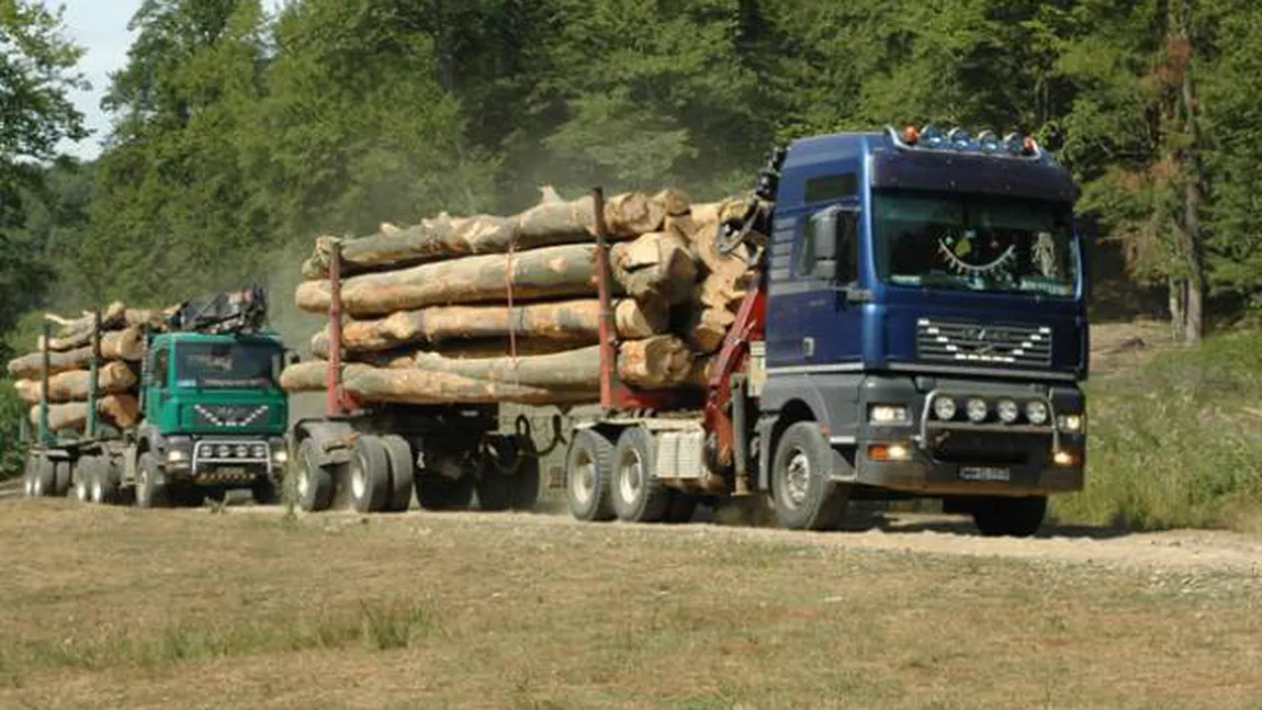 Transportul lemnului pe drumurile forestiere în timpul nopţii ar putea fi interzis