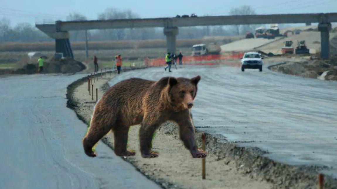 Cât ne costă subtraversările pentru urşi, de pe autostrada Lugoj-Deva