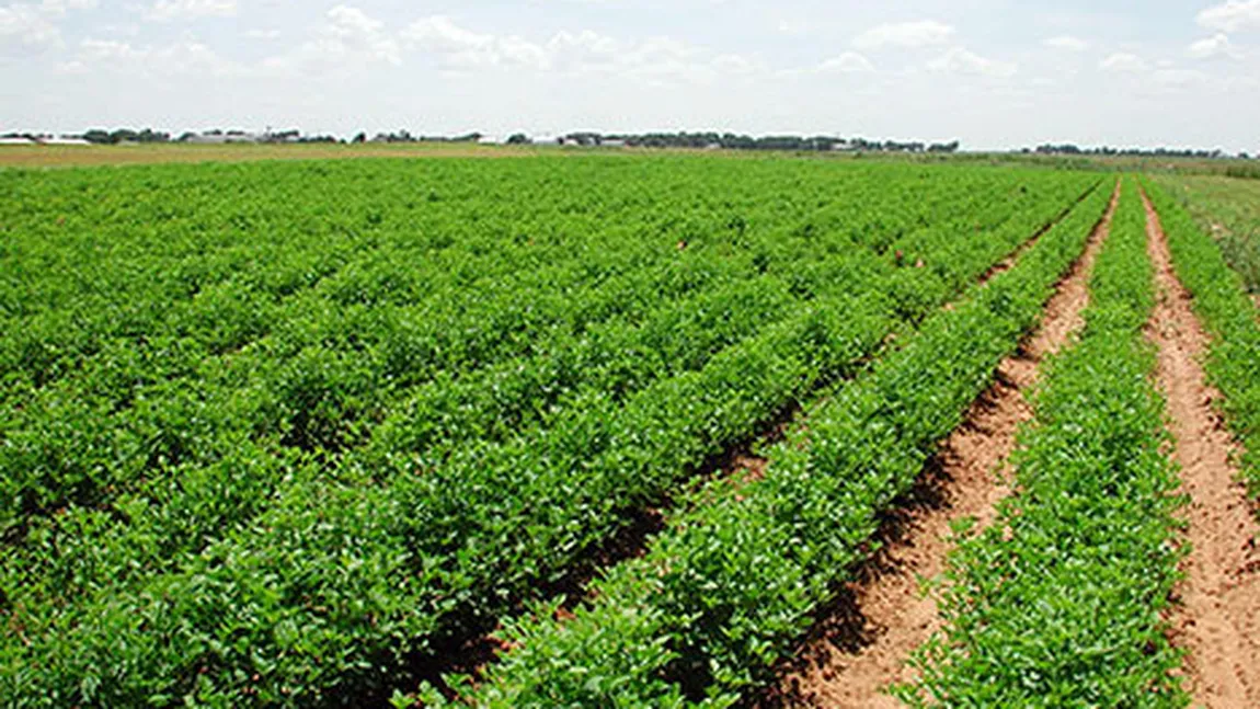 Proiect: Terenurile agricole lucrate ar putea fi scutite de la plata impozitului local