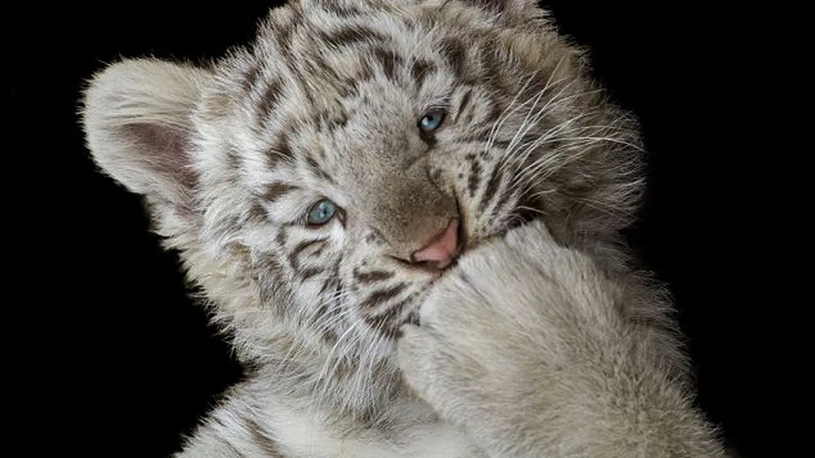 Cel mai frumos pui de tigru: Este atât de adorabil, încât ai vrea să îl strângi în braţe FOTO