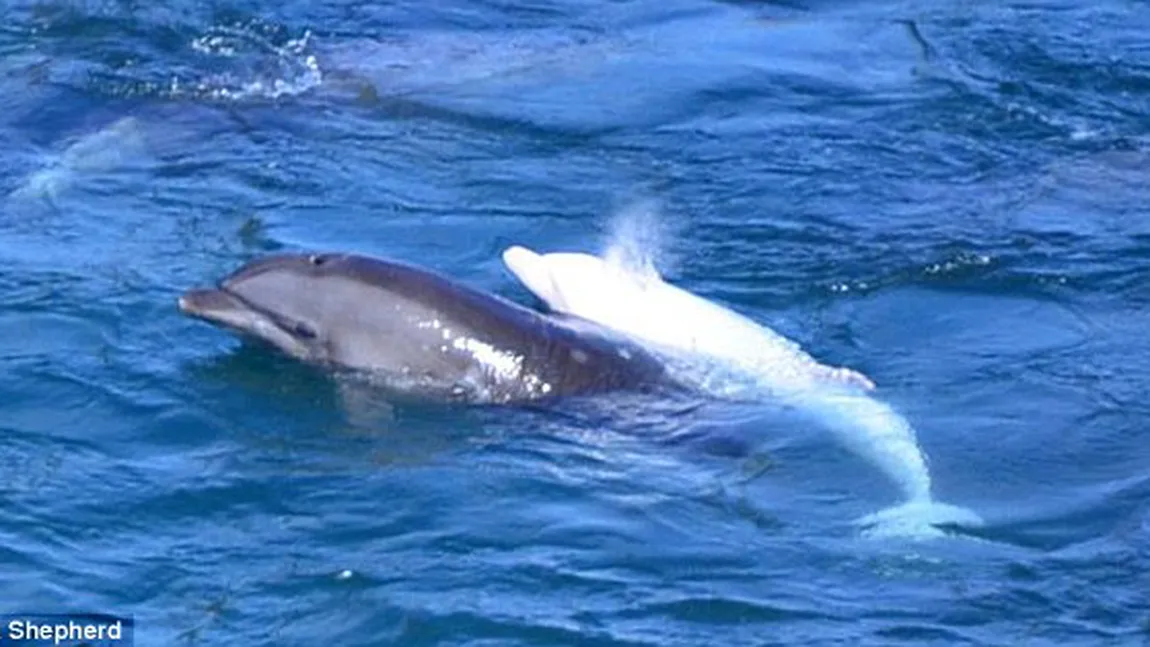 Şi animalele suferă: Un delfin s-a sinucis după ce puiul său a fost prins de japonezi FOTO