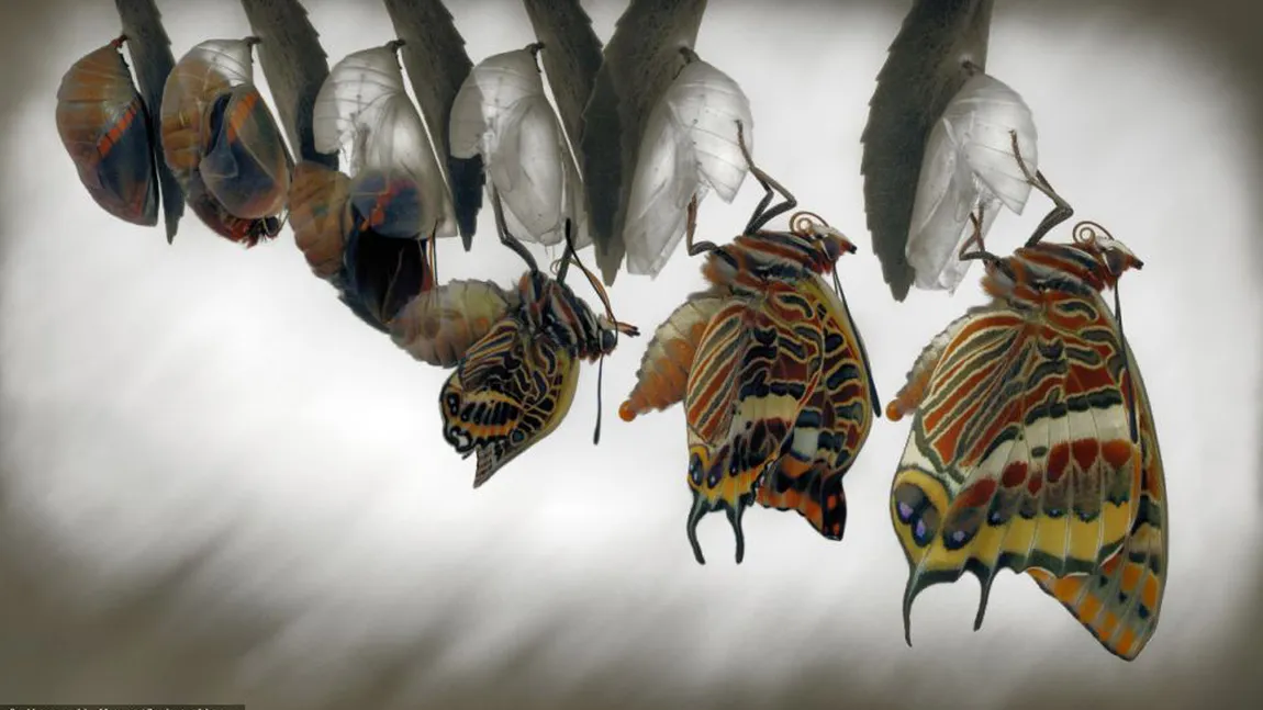 IMAGINI INCREDIBILE: un fotograf a surprins ieşirea unui fluture din cocon VIDEO