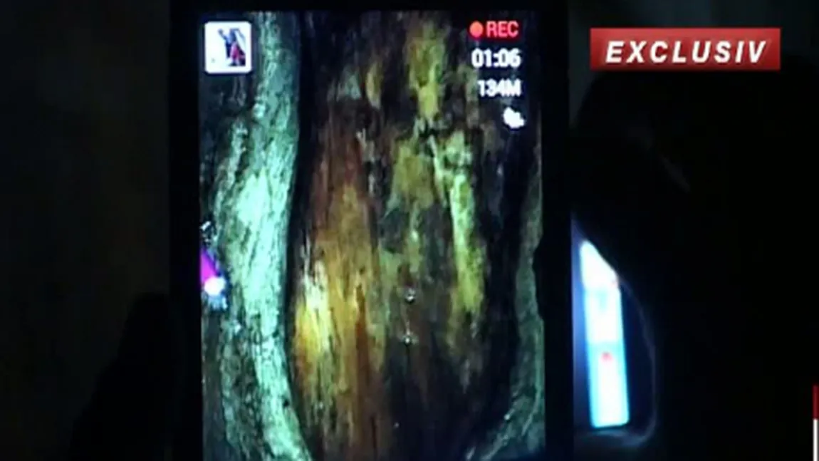 ADEVĂRUL despre chipul lui Iisus Hristos descoperit pe trunchiul unui copac din România