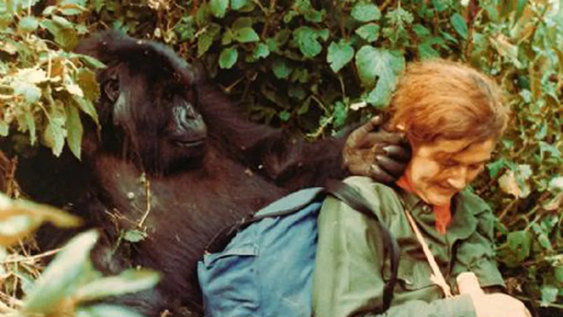 DIAN FOSSEY, imagini ULUITOARE cu femeia care a trăit cu gorilele 20 de ani. VIDEO
