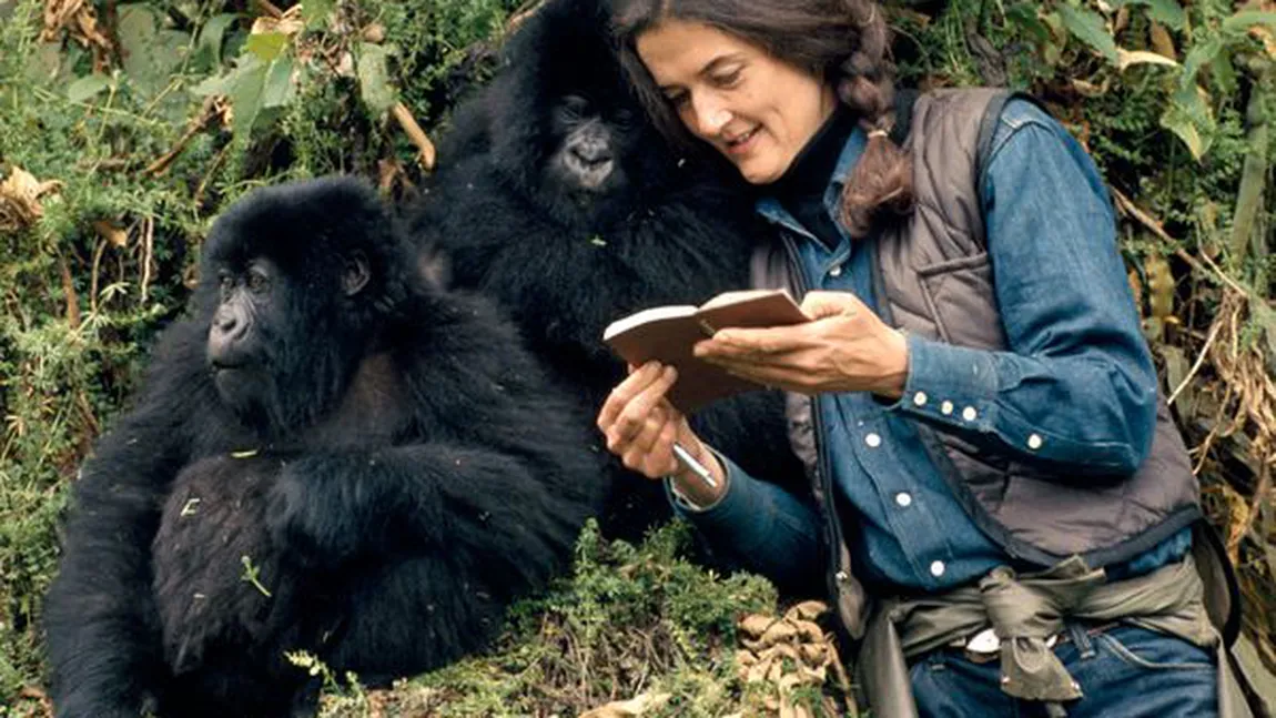 Dian Fossey, cercetătorul cu trei 