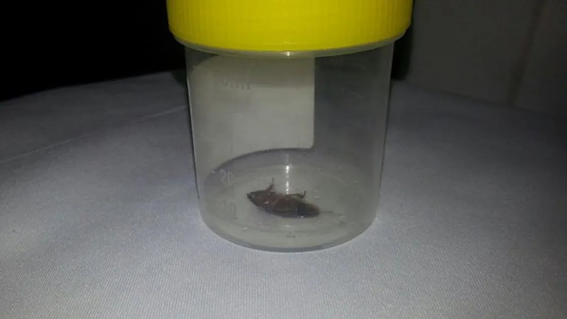 TERORIZAT de o gânganie. A vrut să scape de insecta din ureche într-un mod absolut incredibil