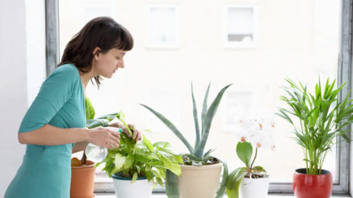 Garantat NASA: Plante de interior care curăţă aerul