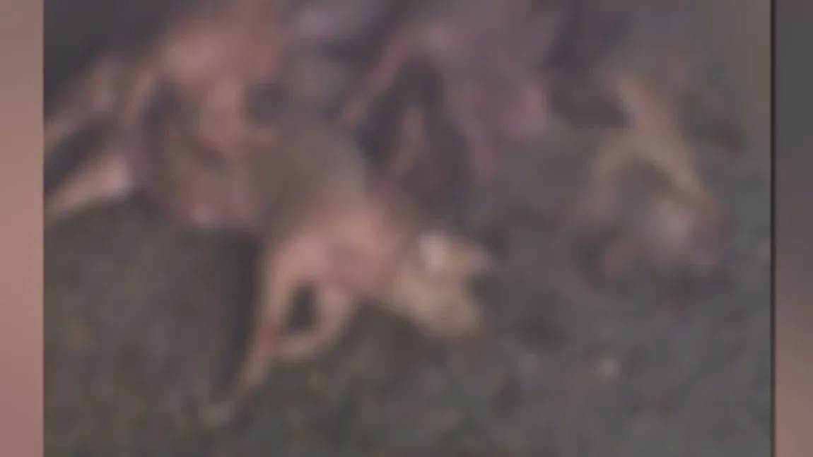 FOCAR DE INFECŢIE. Cadavre de porci aruncate lângă o localitate din Mehedinţi
