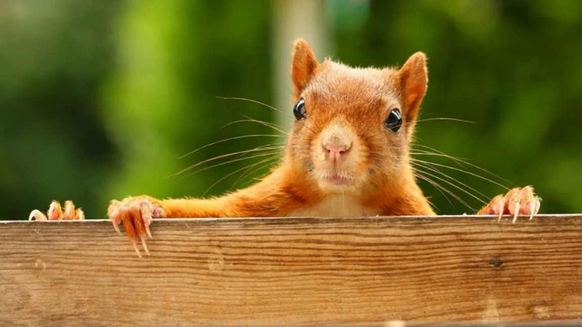 VEVERIŢĂ MUTANTĂ descoperită într-un PARC: Astfel de creaturi sunt rare FOTO