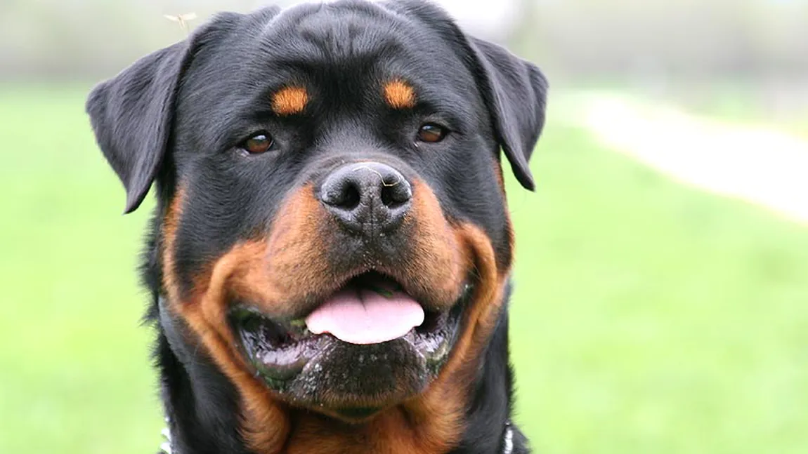 Daune morale pentru un copil mutilat de un câine rottweiler la Cluj