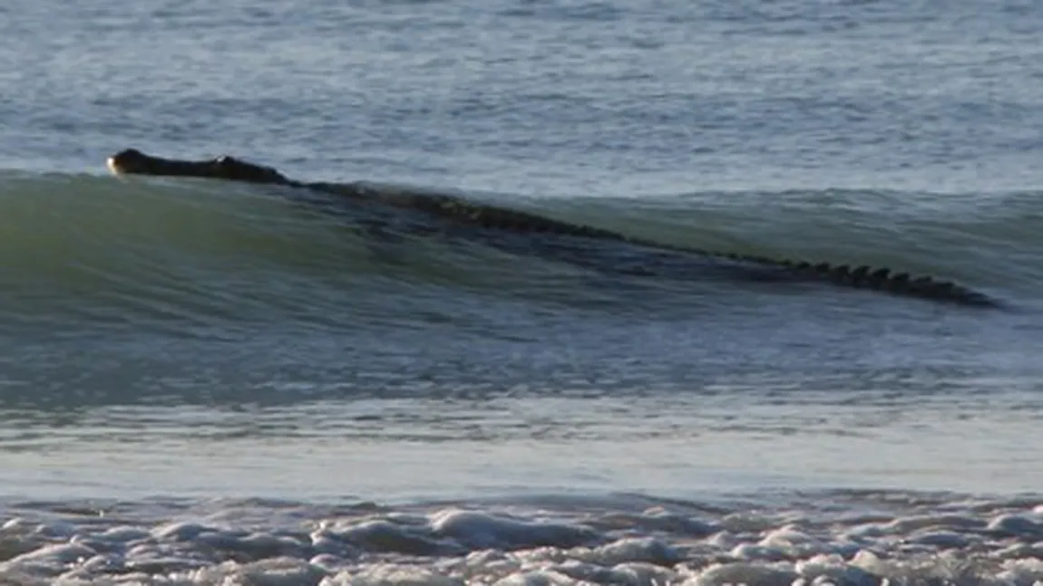 Crocodilul din mare: O plajă din Australia, închisă din cauza unei reptile VIDEO