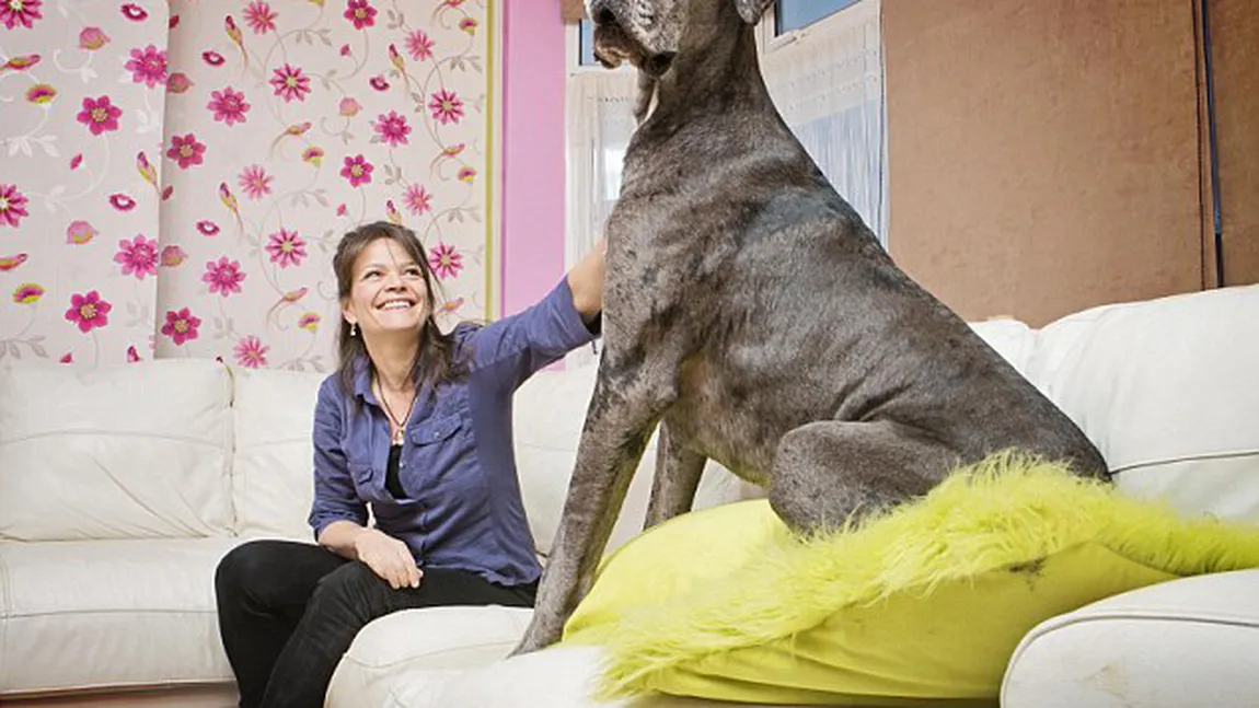 Gigantul din Marea Britanie: Cel mai mare câine are peste 2 metri înălţime, ridicat în picioare FOTO