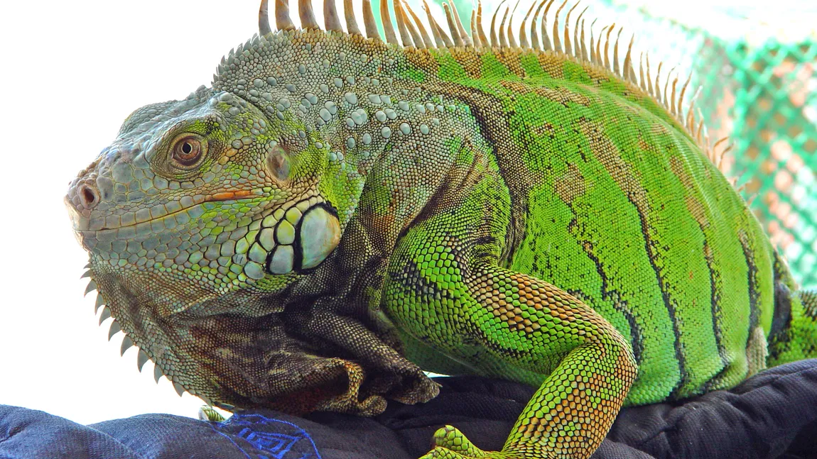 Românce descoperite cu IGUANE ascunse în ŞOSETE VIDEO