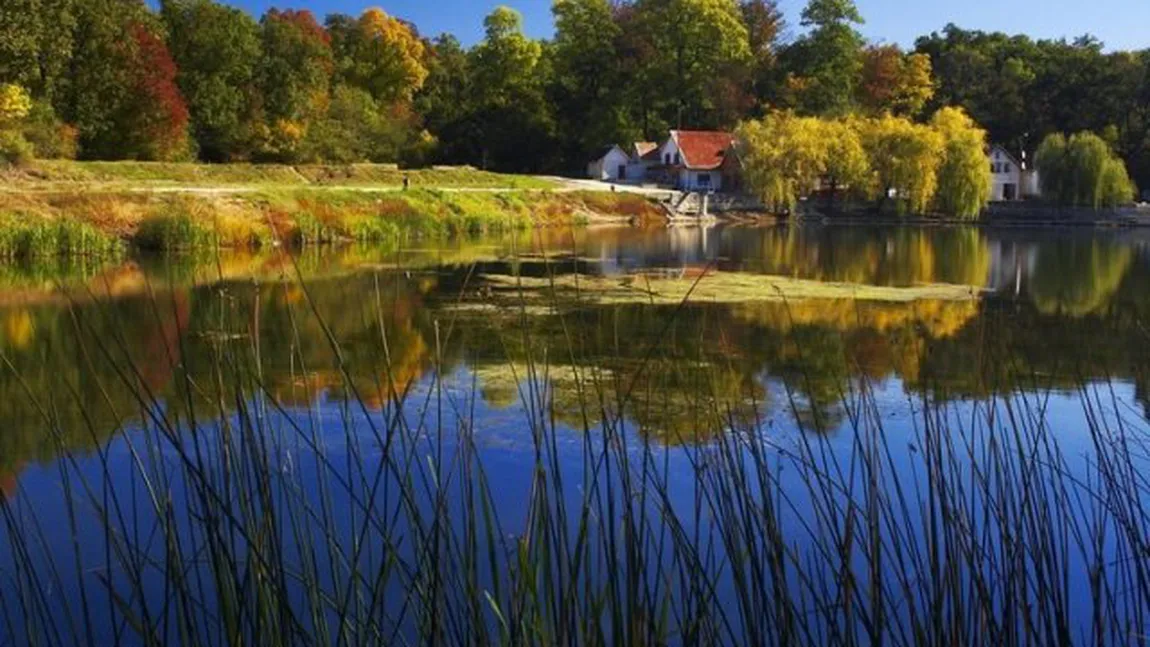 Vieţuitoarele din Parcul Natural Lunca Mureşului, puse în pericol în urma reabilitării unui drum