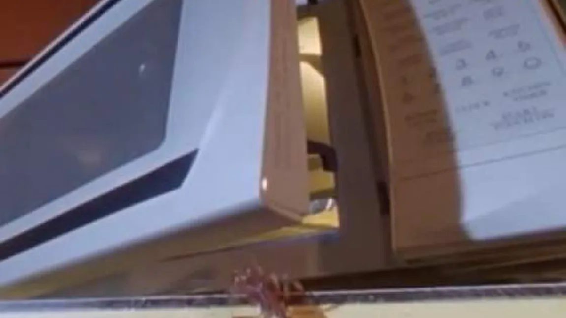Experiment: Ce se întâmplă dacă intră o furnică în cuptorul cu microunde VIDEO