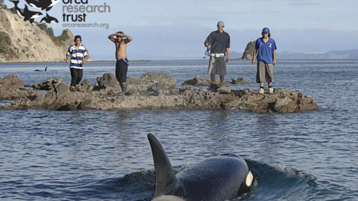 Nouă balene ucigaşe au fost găsite moarte pe o plajă din Noua Zeelandă