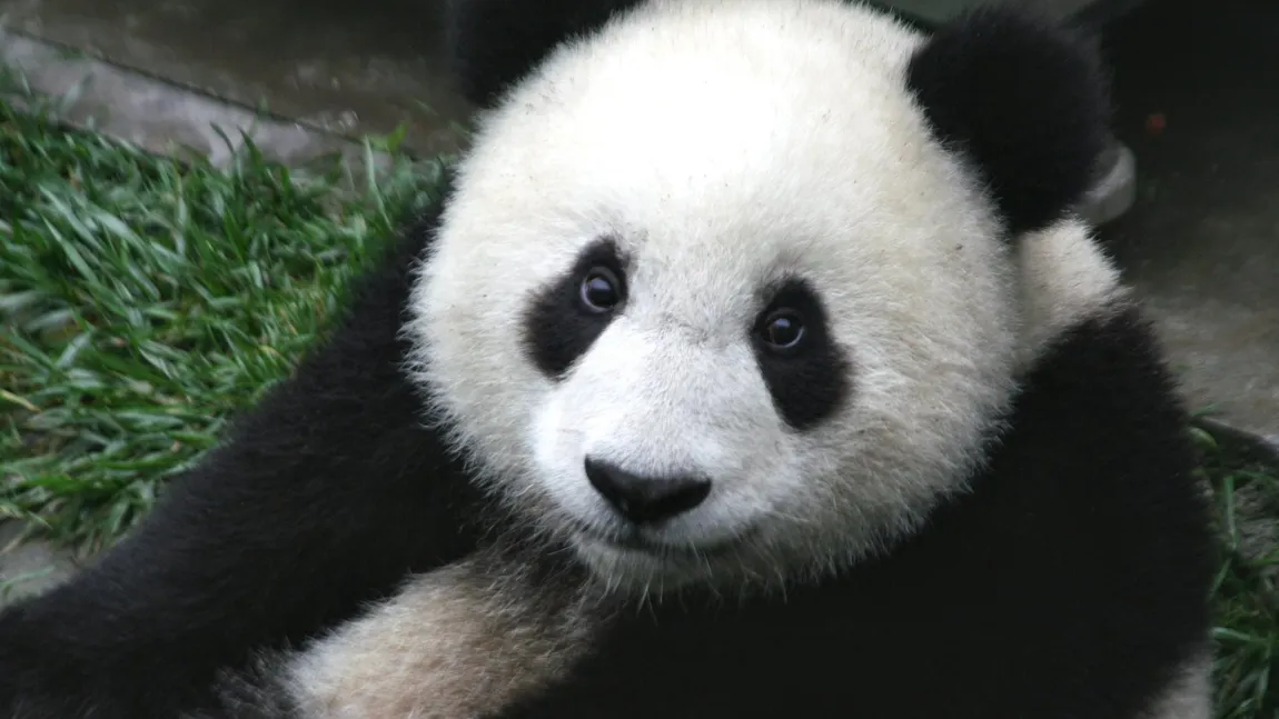 Nouă pui de panda, principala atracţie la un centru de cercetare din sudul Chinei VIDEO