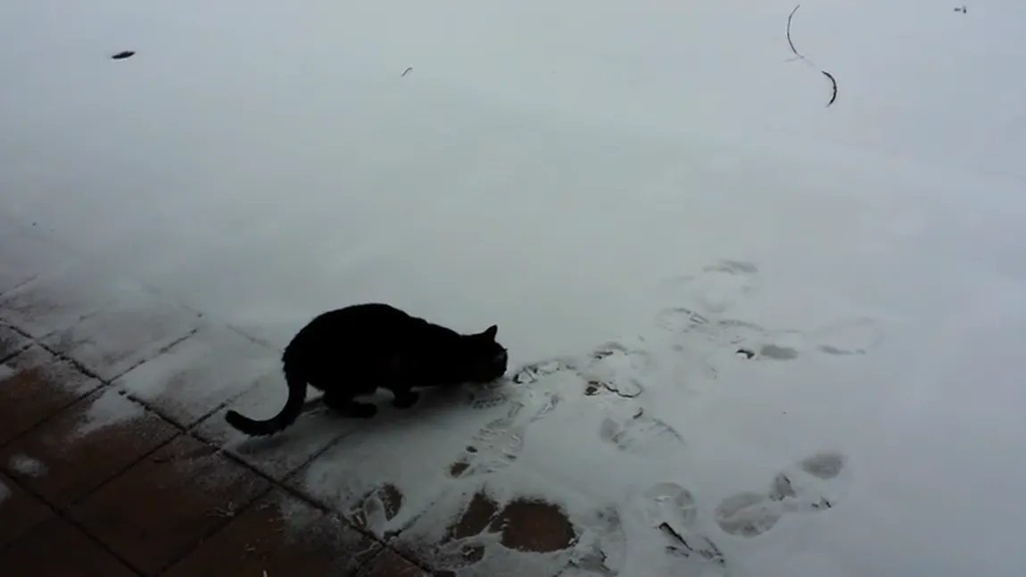 Cum reacţionează o pisică atunci când vede zăpadă pentru prima oară VIDEO