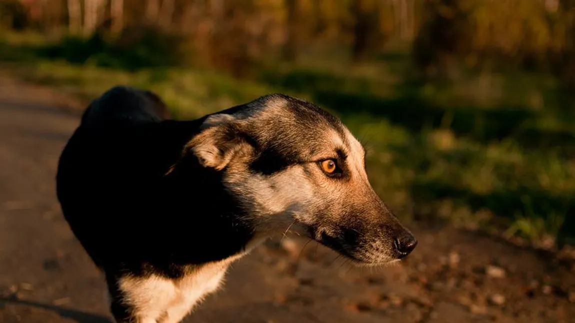 ANSVSA va instrui polițiștii cu privire la aplicarea legislaţiei pentru protecţia animalelor