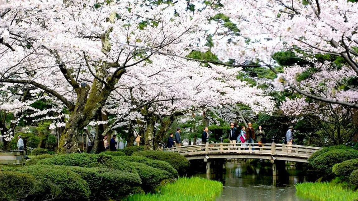 Spectacolul naturii: Sezonul cireşilor în floare s-a deschis oficial în Japonia FOTO