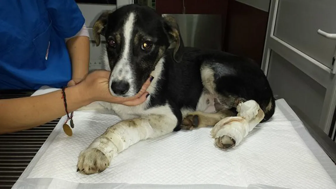 Cruzime fără limite: Un câine a fost lovit intenţionat cu maşina de un şofer