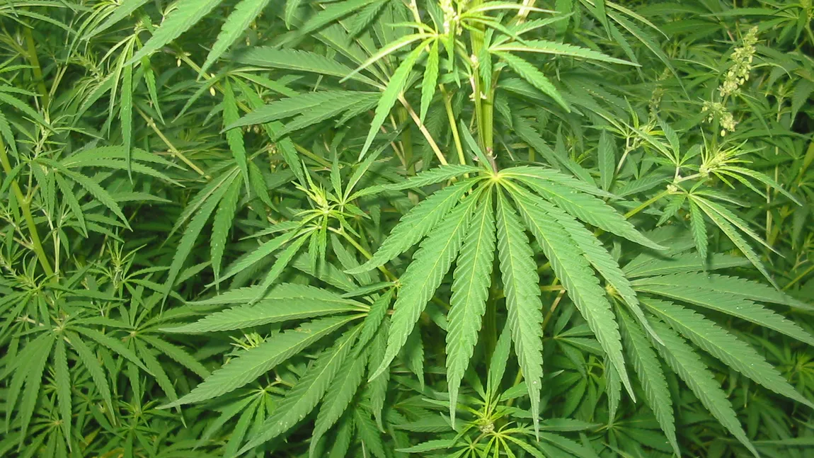 Peste 13 kilograme de cannabis şi sute de 