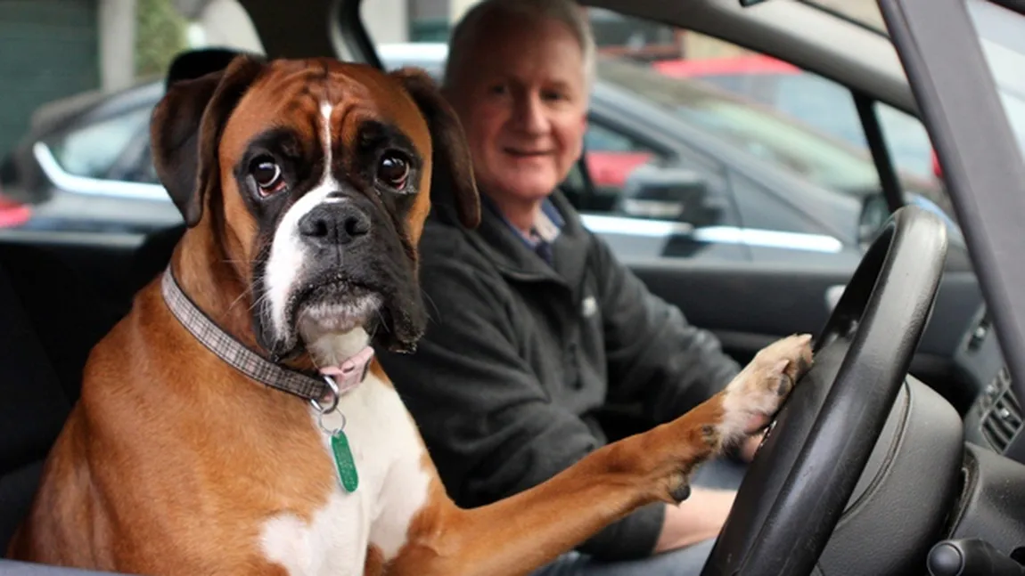 Ce face un câine când îl laşi singur în maşină. Nu o să te aştepţi la asta VIDEO