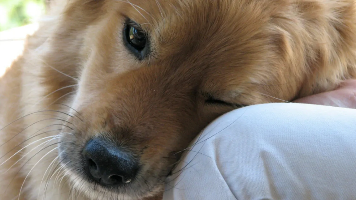 Adoptă un câine, te va iubi necondiţionat. Filmuleţul care a devenit viral pe net VIDEO