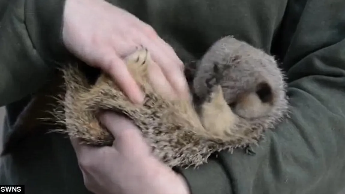 Adorabil: O suricată râde incontrolabil când este gâdilată pe burtă VIDEO