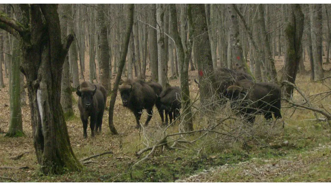 Parcul Natural Vânători din judeţul Neamţ va avea mai mulţi zimbri, printr-o donaţie din Marea Britanie
