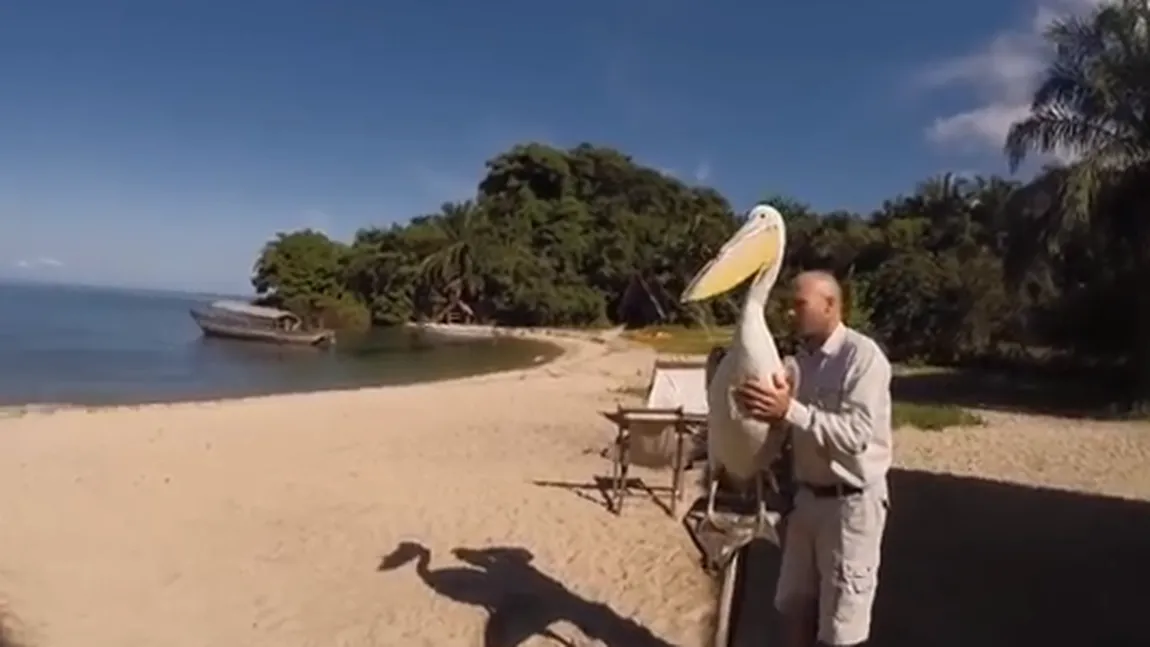 Un pui de pelican este ajutat de oameni să înveţe să zboare. VIDEO EMOŢIONANT