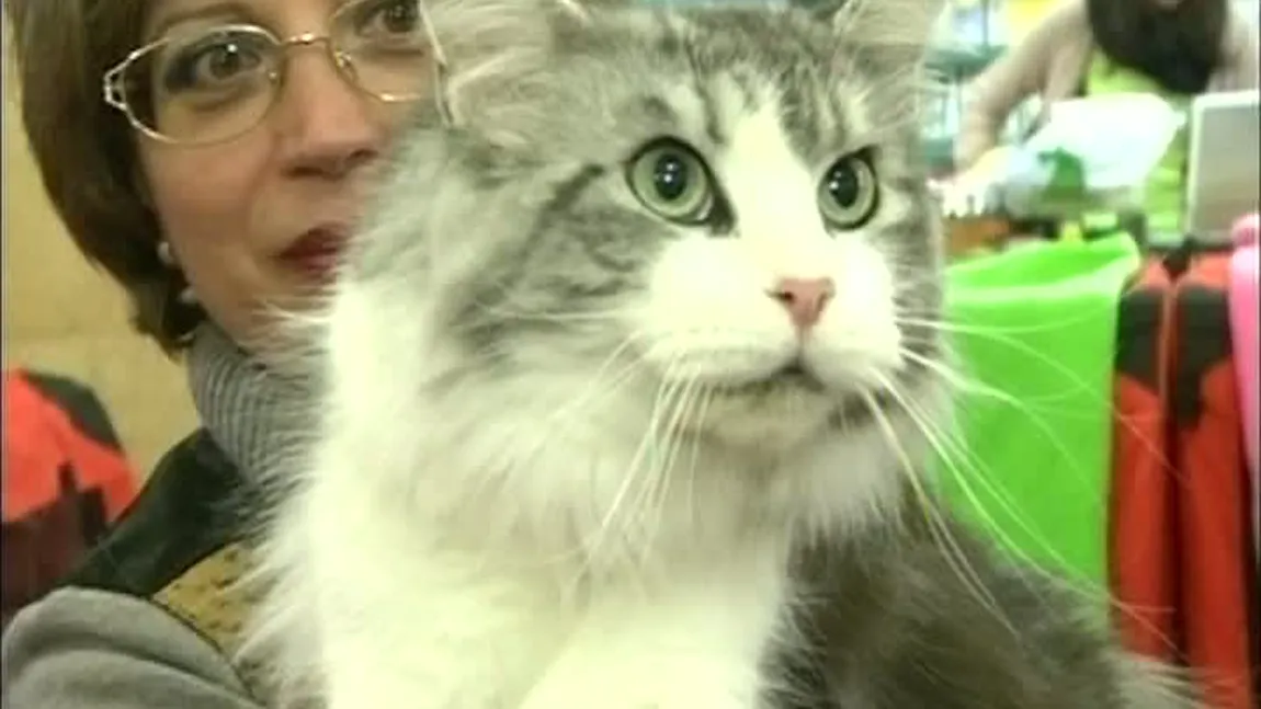 Expoziţie de pisici, în Capitală: Care au fost cele mai frumoase feline VIDEO