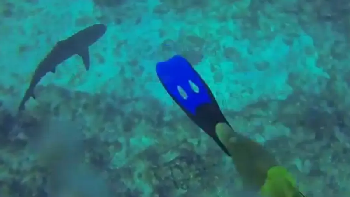 TERIFIANT: Momentul când un scufundător dă nas în nas cu un rechin. Ce se întâmplă VIDEO